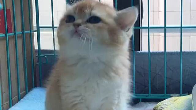 晚了！两小只相处快半年了