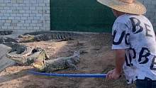 今天刚到的小伙，让他体验一下赶鳄鱼#鳄鱼养殖场