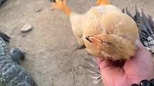 功夫鸡：好几天没出来刺激过了#鳄鱼养殖场
