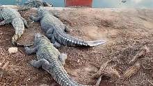 #鳄鱼养殖场 #像云端