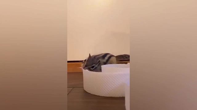 动物的千层套路