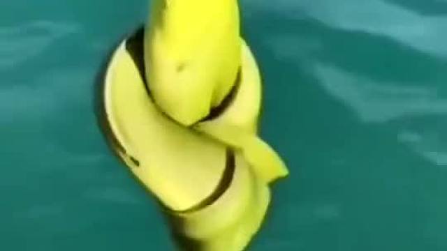 钓了个什么玩意上来#搞笑视频#搞笑配音#搞笑