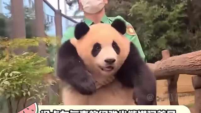 福宝很好就是有点废爷爷！