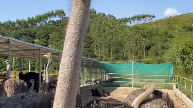 没有比这个更长的脖子了吧？它自己先拿金专的