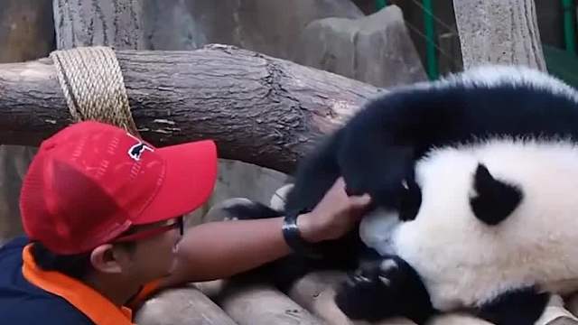 最美面子的熊猫