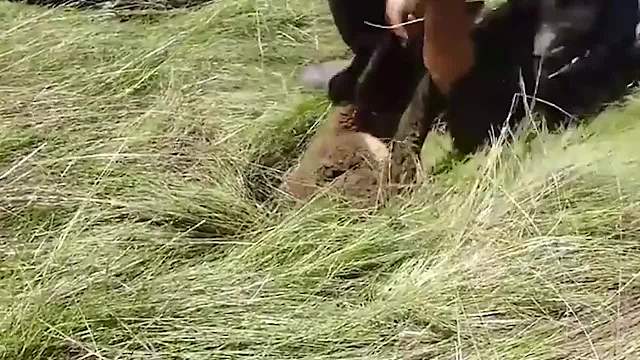 男子在野外捡到一只小兔子,带回家悉心照顾,长大后全家欲哭无泪