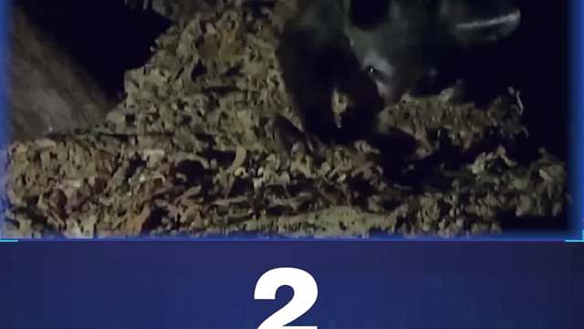 盘点自带“PS”效果的神奇动物！敢来挑战你的眼神吗？