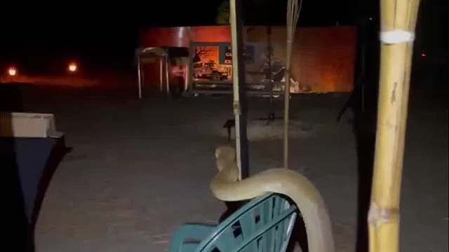 这么长，这是贪吃蛇通关了吧