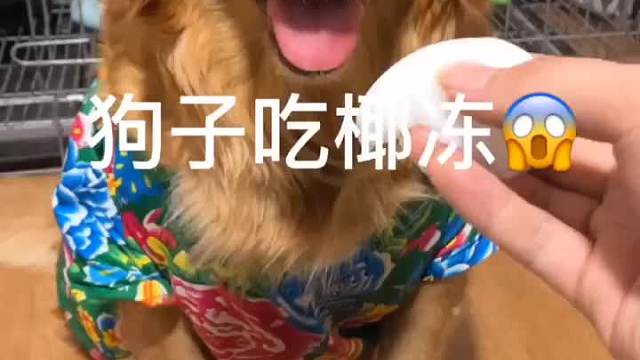 狗子第一次吃椰冻，百思不得其解