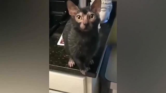 动物智商天花板