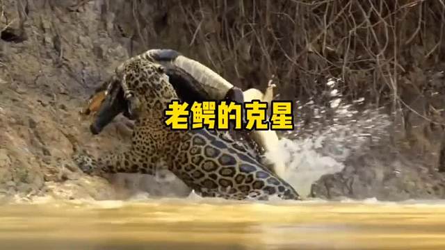 老鳄逃不出豹桂兰的利爪啊！