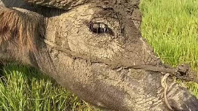 你知道牛耳朵什么味道吗