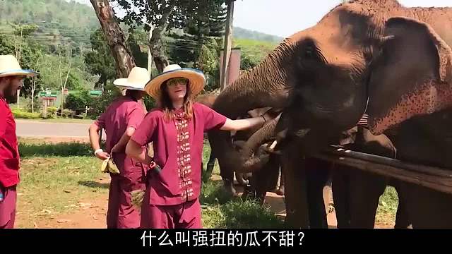 女子强行与骆驼合影，下一秒悲剧发生，女子肠子都悔青了！