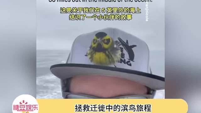 还戴着小眼罩，是蜘蛛鸟吗！