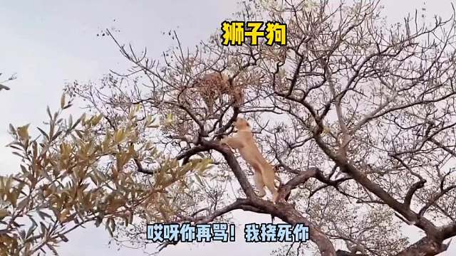 躲开王思掏又遇狮凤霞！