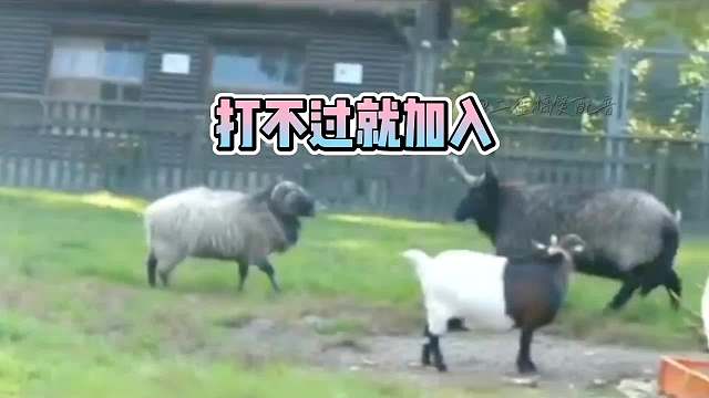 羊老二这个事给我们的启发就是，打不过就加入!