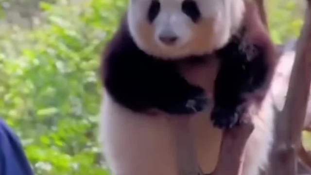 可爱的花花：爷爷！我准备好啦~~