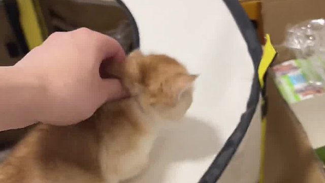 无语了！我竟然被小老三……