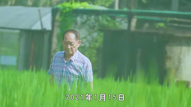 海水稻是什么？对于如今的中国和世界，意味着什么？