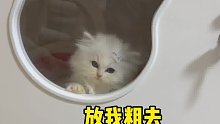 猫你最好马上放我出来玩小奶猫的成长日记米努特矮脚猫