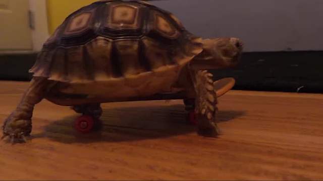 跑得最快的乌龟 (2)