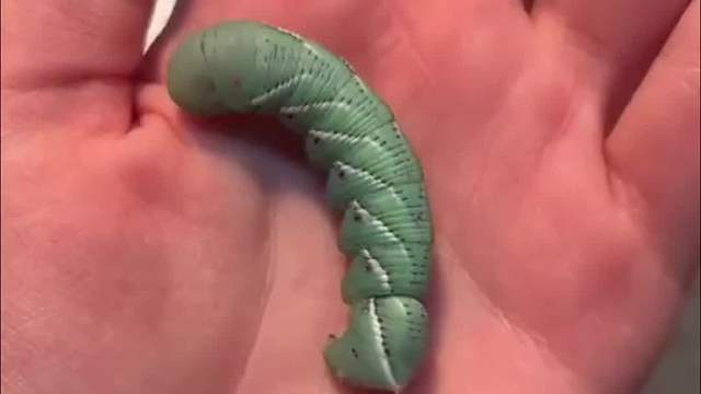 这位优秀的厨师对食材的处理真的一丝不苟