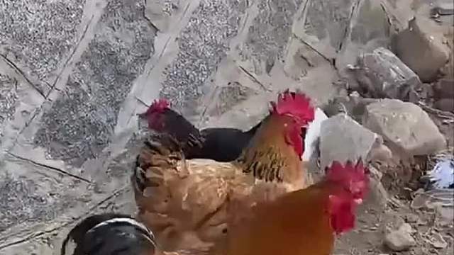 这是公鸡还是母鸡，傻傻分不清楚