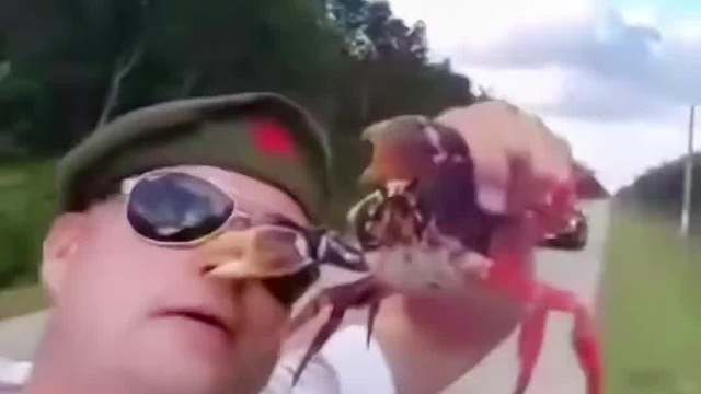 螃蟹：你真以为我不敢夹你？#搞笑视频#搞笑#搞笑配音