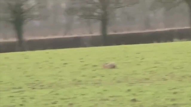 老鹰捕杀兔子，兔子腾空两米完美躲过，这走位简直绝了！ 