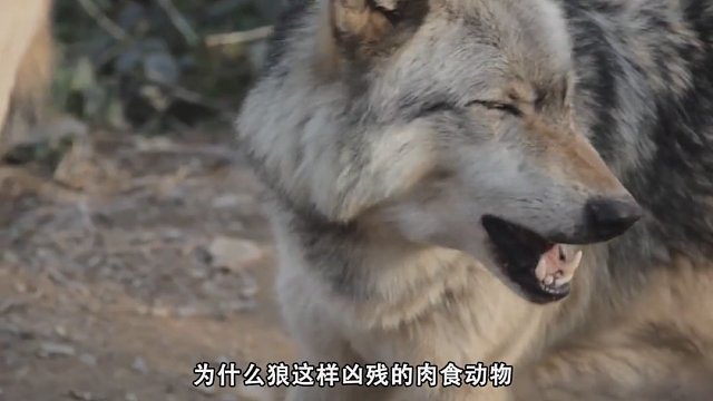 狼为什么不吃掉人类弃婴，反而将它抚养长大？需要满足3个条件！