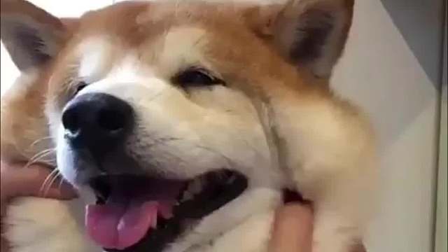 椰贵人虽然愚蠢，却实在美丽