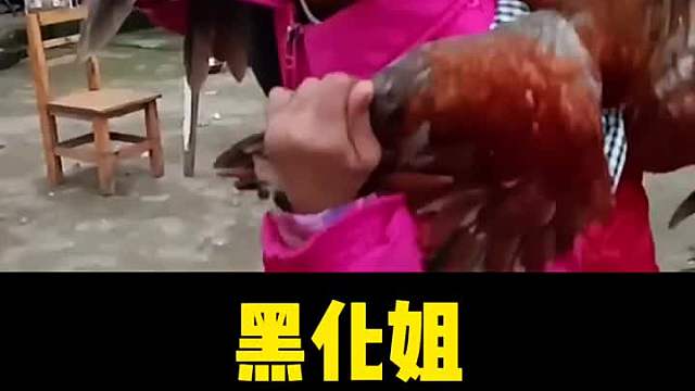 黑化姐迷惑行为，北背鸡一“战” 