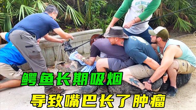 鳄鱼因为长期吸烟，导致嘴巴长了一个大瘤子