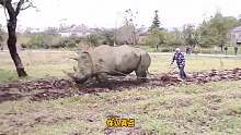 犀牛：要不是动物园不景气，耕地这活我高低不能接