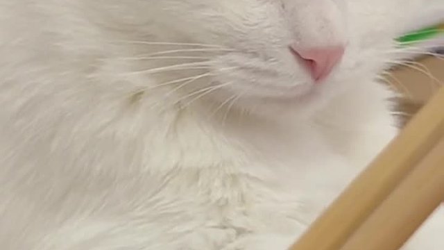 咪饭：我妈好可怜，怎么天天吃