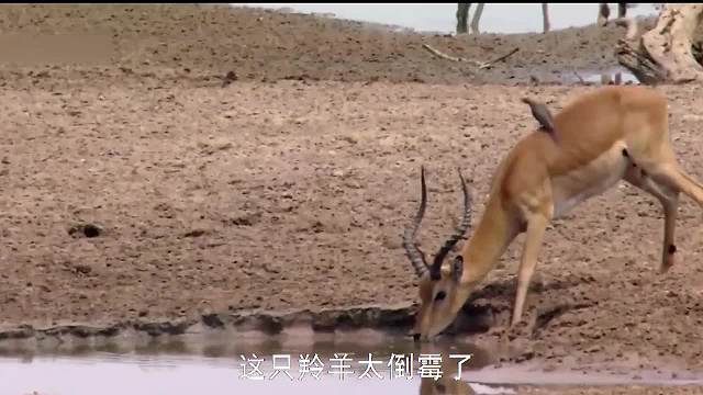 羚羊河边喝水，遭遇鳄鱼伏击，脚还被羊角挂住无法逃脱！