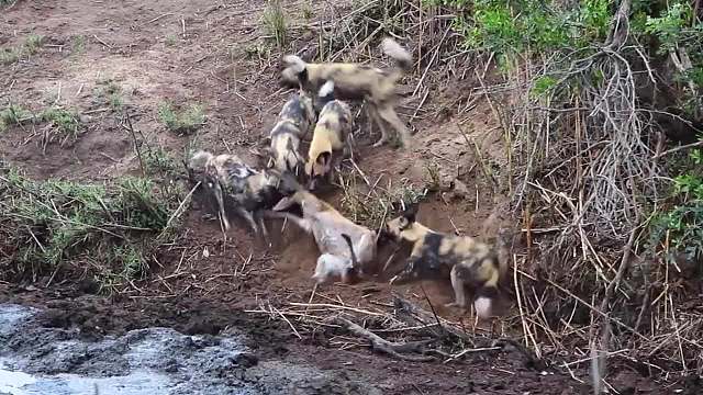 羚羊被野狗围困，关键时刻河马出手相救，转头却将羚羊咬死？