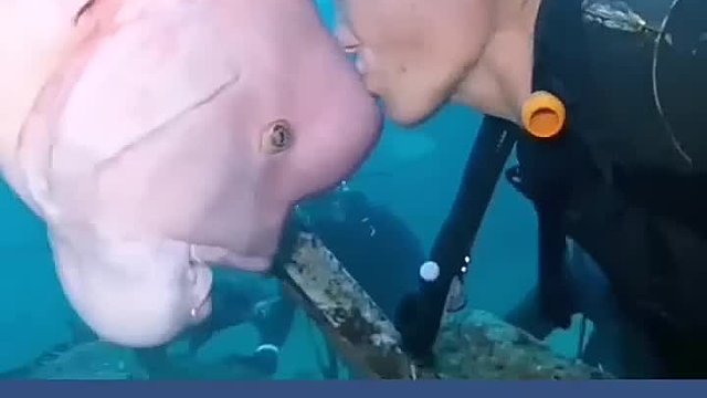 以敲钟为信号，二十多年来一直围绕在老人身边