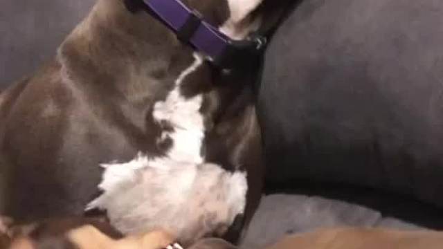 狗子：都是亲生的，我能有什么办法呢？