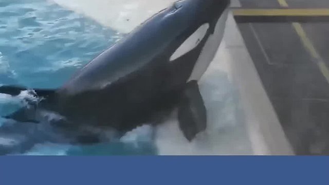 虎鲸将小鱼放到浅水区当诱饵不是鸟，海洋最强大脑非你莫属