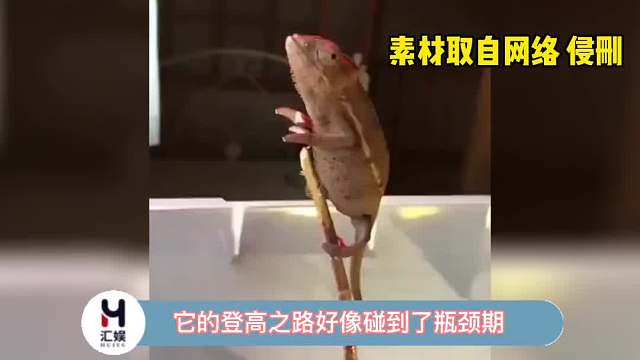 原来变色龙是个隐藏的歌手啊！