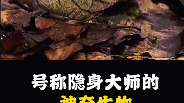 号称隐身大师的神奇生物
