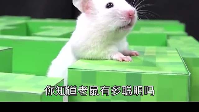 高智商的老鼠