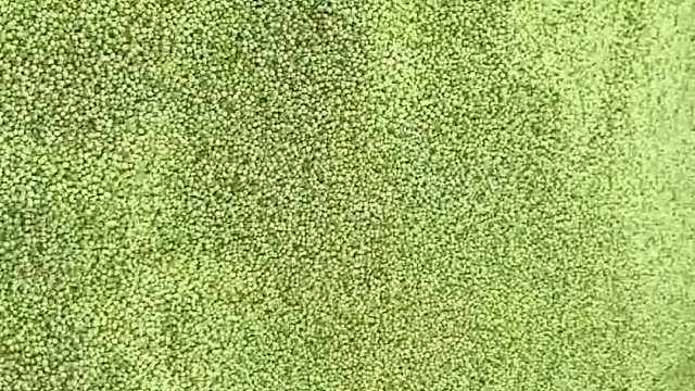 女子用不同颜色的粗粮做对比，终于知道什么颜色最显白了