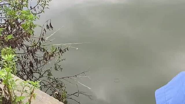 人工呼吸也救不活20斤大草鱼！