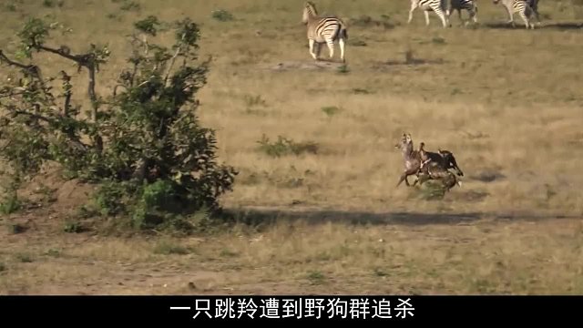 羚羊遭到野狗追杀，慌不择路一头扎进河里，不料刚出狼窝又进虎穴
