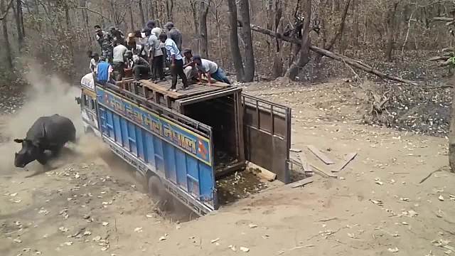 人们放生犀牛，只因“一个举动”将犀牛惹毛，惨遭犀牛疯狂攻击！