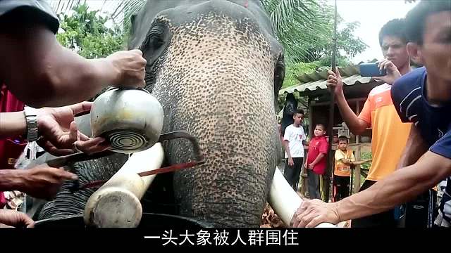 人们果断割掉大象的牙齿，看似残忍，实则却是为了帮它“保命”！