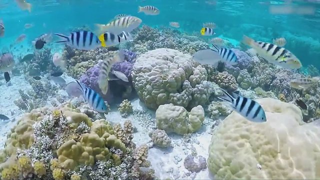 生物体为什么不能永生？原因竟是因为性