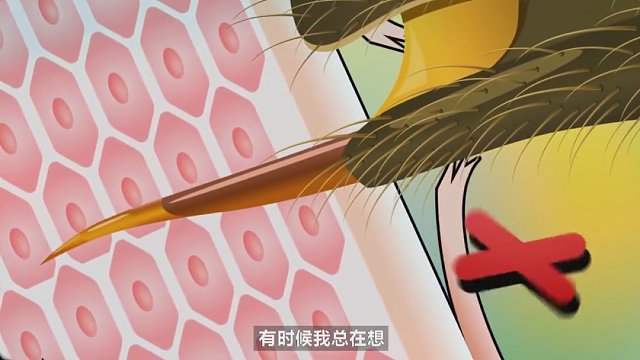 蜜蜂知不知道，蜇人后自己会“断肠而亡”？